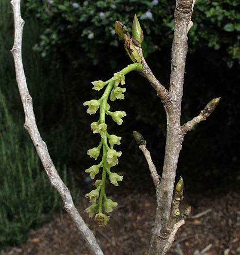 Detailed Picture 1 of Fremont Cottonwood